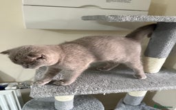Scottish Fold cats for sale: Scottish Fold - Image 10