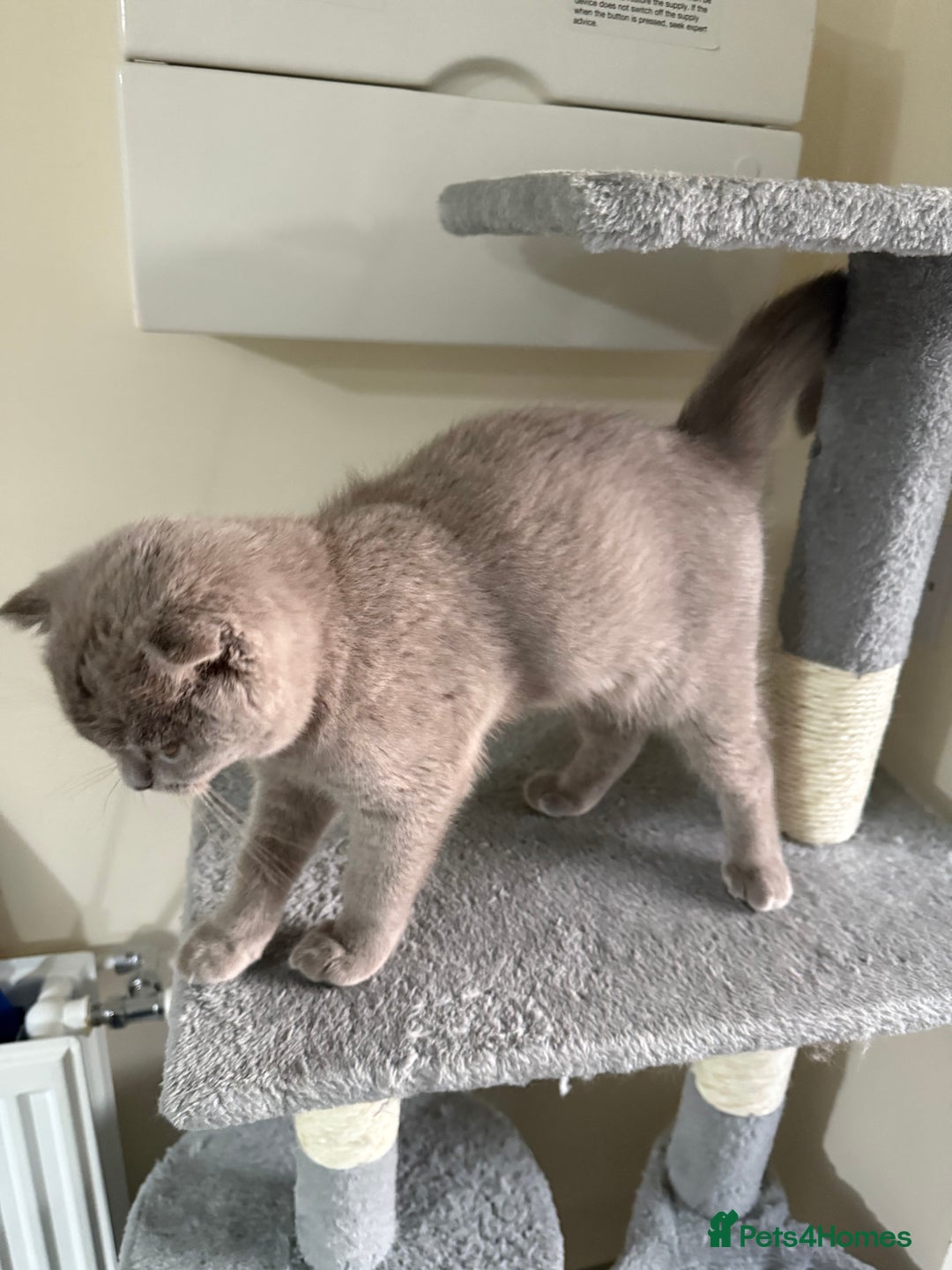 Scottish Fold cats for sale: Scottish Fold - Image 10