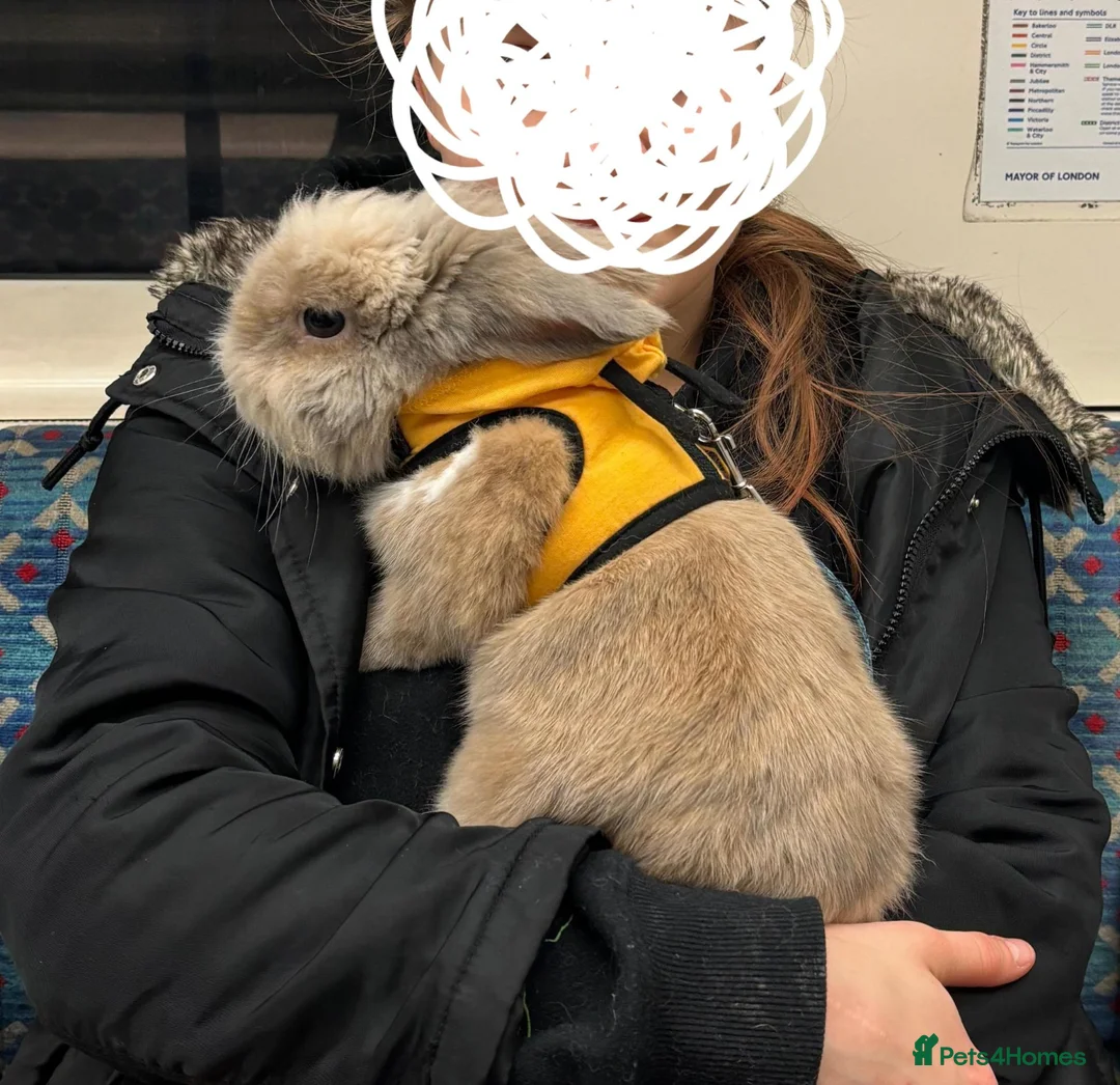 Lionhead rabbits for sale: Fluffy BE Lionhead Rabbits for Sale  - Advert 37