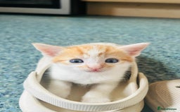 British Shorthair cats for sale: 📢 Kittens & Mum Looking for Loving Homes! - Image 6