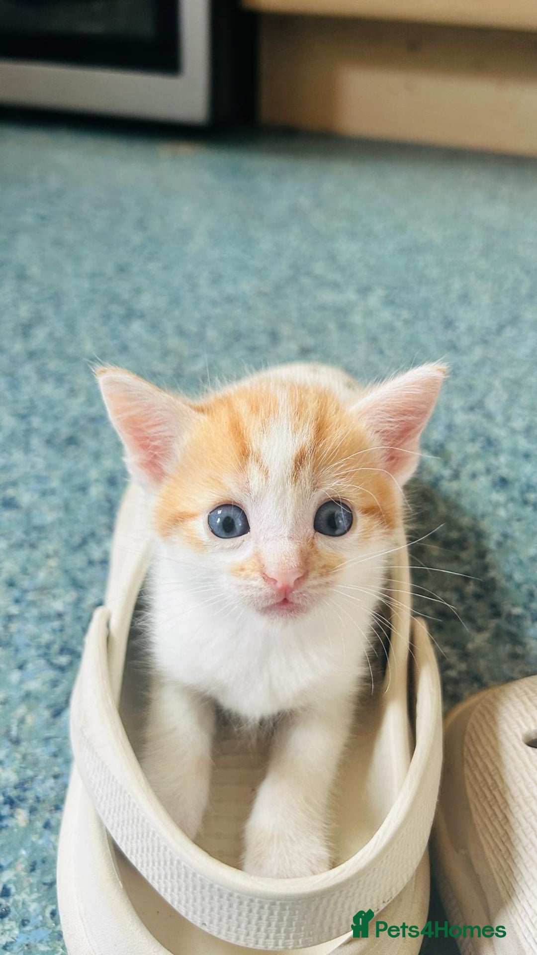 British Shorthair cats for sale: 📢 Kittens & Mum Looking for Loving Homes! - Image 6