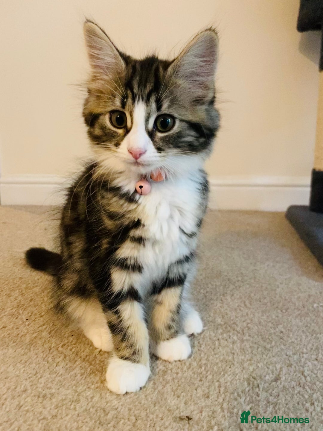Domestic Shorthair cats for sale: Ragdoll Cross X DSH - Image 22