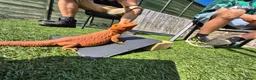 Bearded Dragon reptiles for sale: 2yr old Female bearded dragon Red Translucent - Advert 13