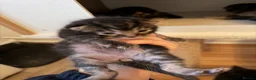 Mixed Breed cats for sale: Maincoone/ British short hair mix  - Advert 5