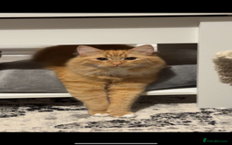 Mixed Breed cats for sale: 1 year old ginger cat for rehoming  - Image 2