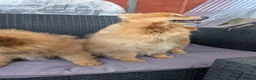 Pomeranian dogs for sale: 2 LEFT!! Purebred Cute fluffy Pomeranian Puppies! in Croydon - Advert 17