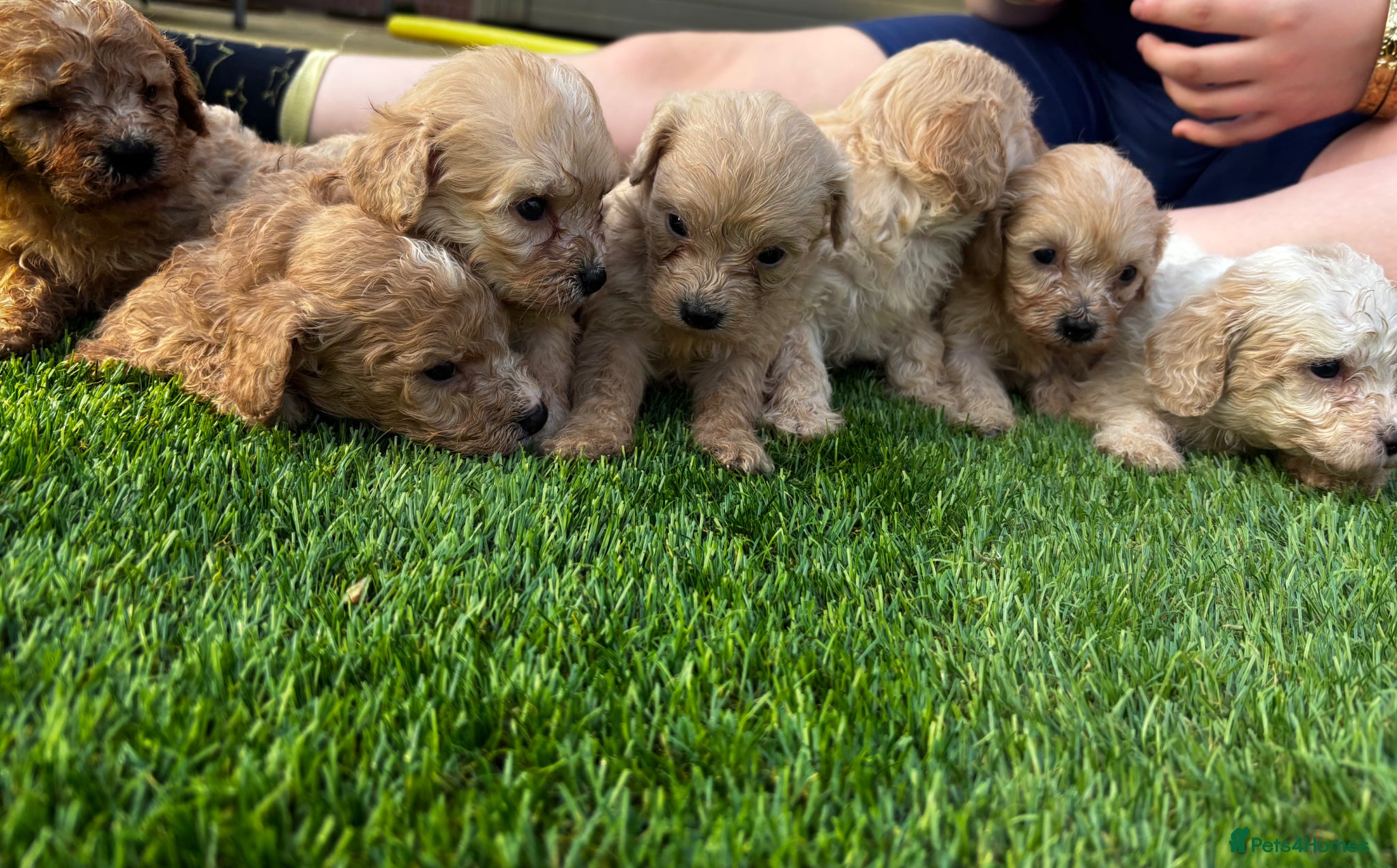 Cavachon dogs 🐶Exceptional cavapoochon puppies 🐶  - Advert 2