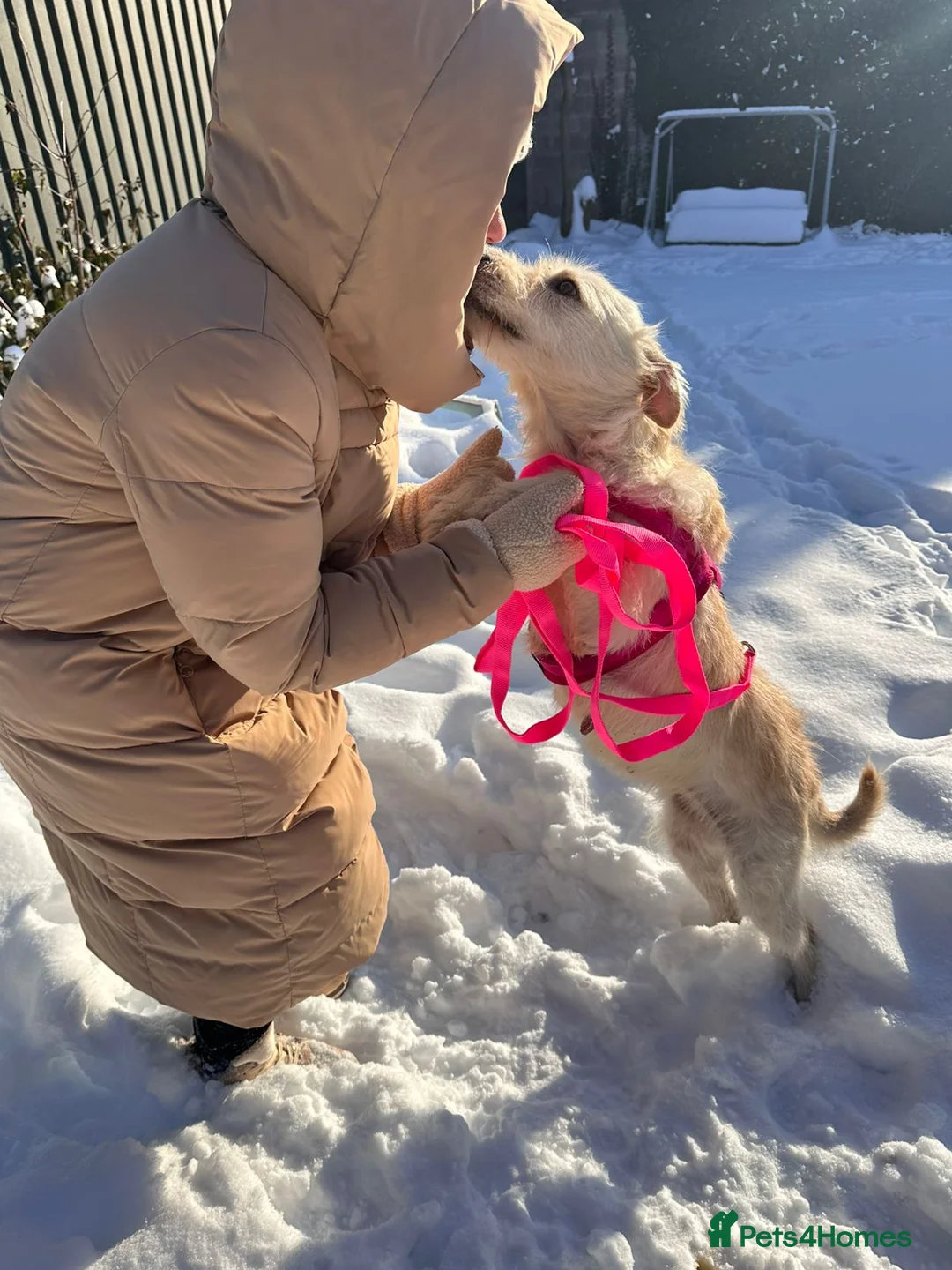 Mixed Breed dogs for adoption: 💖🐶 CLEOPATRA 🐶💖 - Advert 5