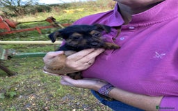 Mixed Breed dogs for sale: Yorkshire terrier x jack Russell pups ready now  - Image 4
