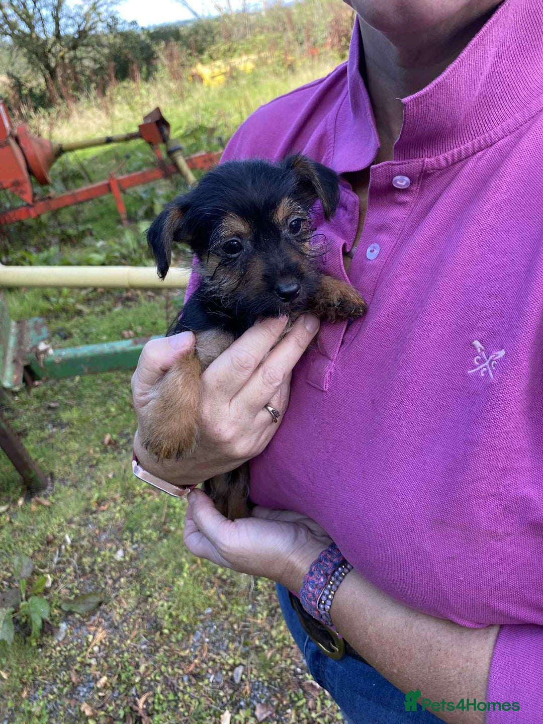 Mixed Breed dogs for sale: Yorkshire terrier x jack Russell pups ready now  - Image 4