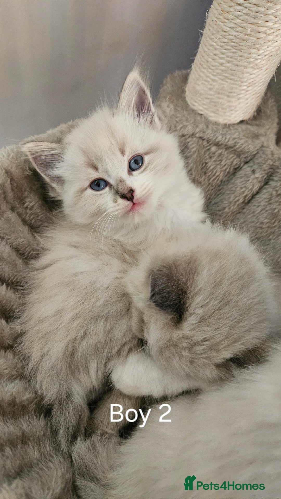 Ragdoll cats for sale: Ragdoll lynx kittens  - Advert 5