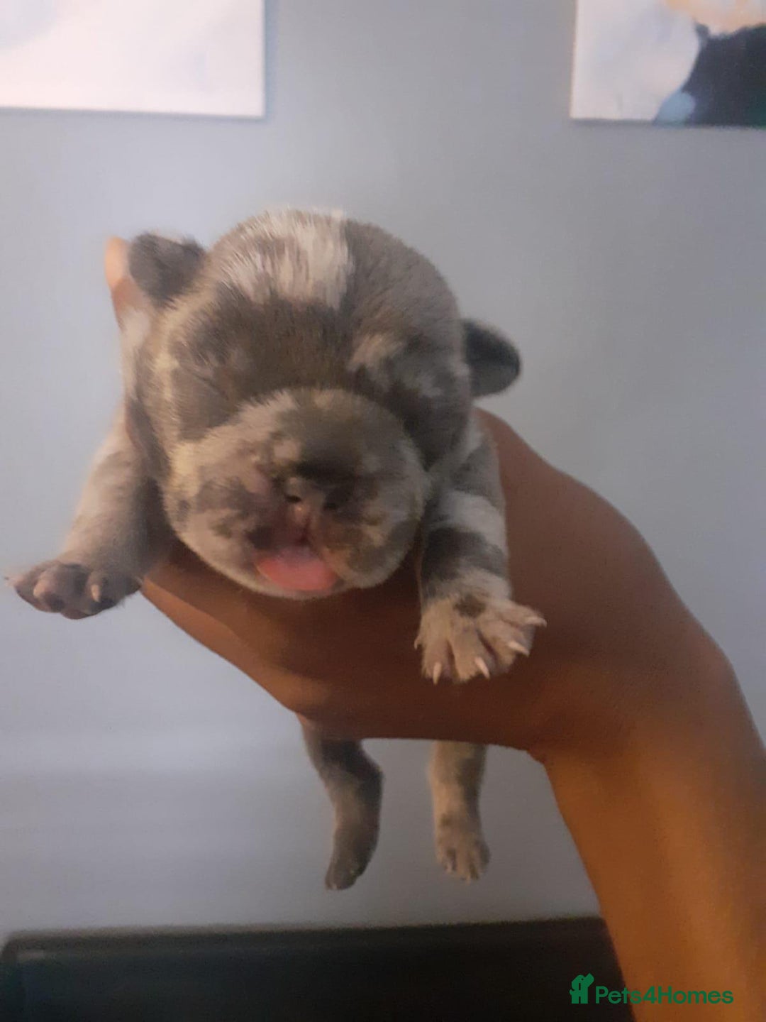 French Bulldog dogs for sale: beautiful frenchies - Image 24