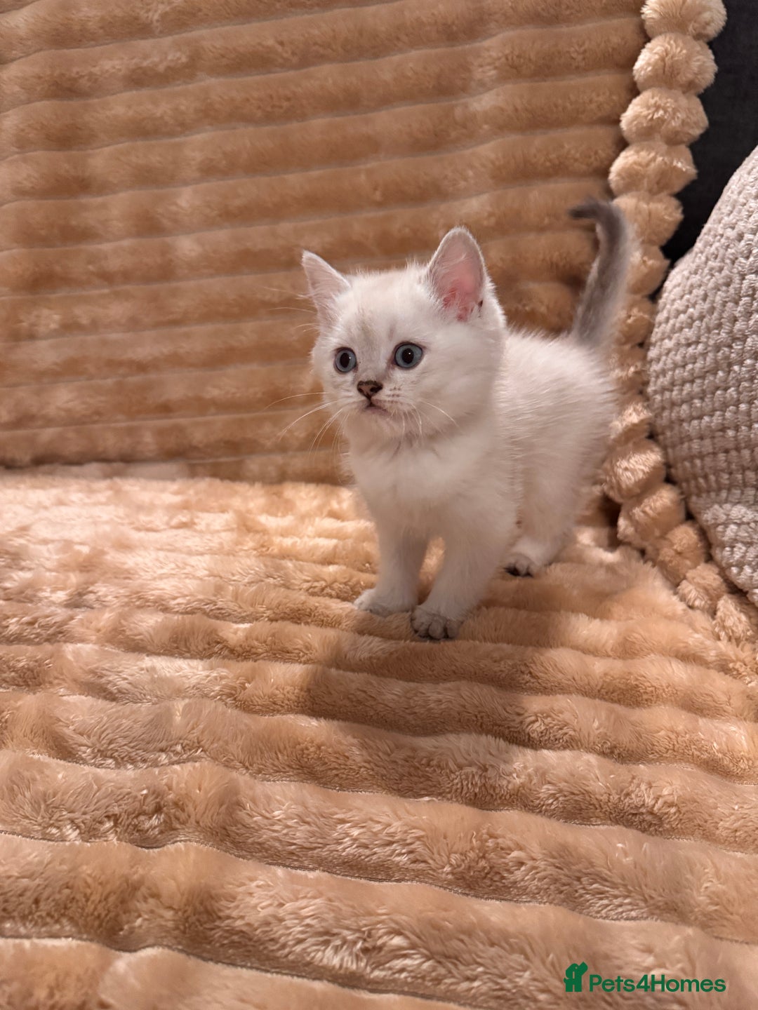 British Shorthair cats for sale: 3 lovely BS boys - Image 7