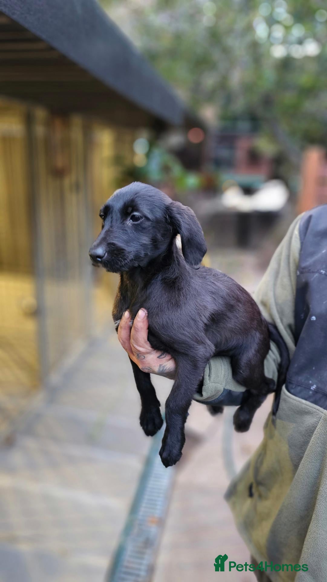Mixed Breed dogs 2 GIRLS LEFT Labradoodle x Bedlingtons - Advert 2