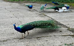 Peafowl poultry for sale: Peacocks, Peahens and Peachicks for sale  - Image 11