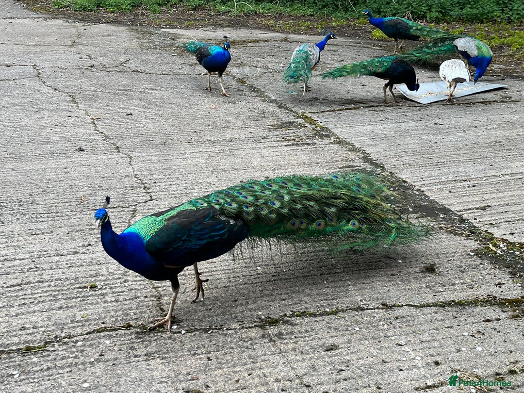 Peafowl poultry for sale: Peacocks, Peahens and Peachicks for sale  - Image 11