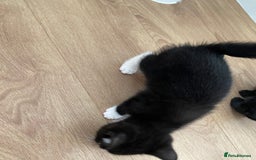 Domestic Shorthair cats for sale: Domestic shorthair - Image 7