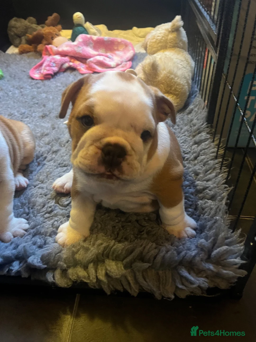 English Bulldog dogs for sale: KC British Bulldog puppies  in Liss - Advert 2