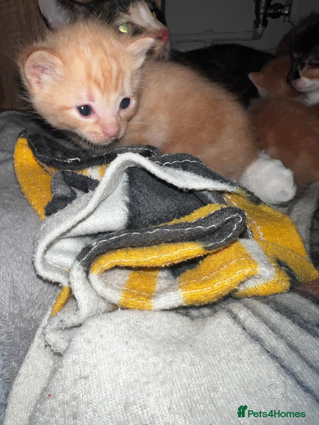 Mixed Breed cats for sale: Beautiful ginger and calico kittens - Image 6