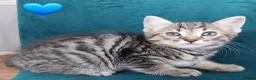 Mixed Breed cats for sale: Tabby Kittens 😸  - Advert 1