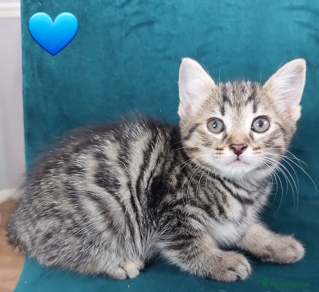 Mixed Breed cats for sale: Tabby Kittens 😸  - Advert 1