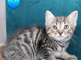 Mixed Breed cats Tabby Kittens 😸 - Advert 4
