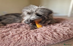 Mixed Breed dogs for sale: Stunning rough coated lurchers - Image 9