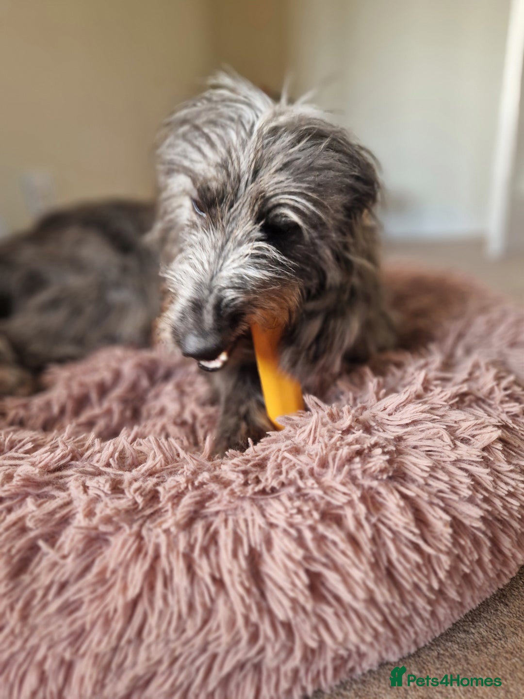Mixed Breed dogs for sale: Stunning rough coated lurchers - Image 9
