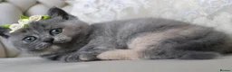 British Shorthair cats for sale: 😻 Unique BSH kittens with pedigree! ✨ - Advert 17