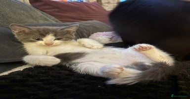 British Shorthair cats - Advert 1