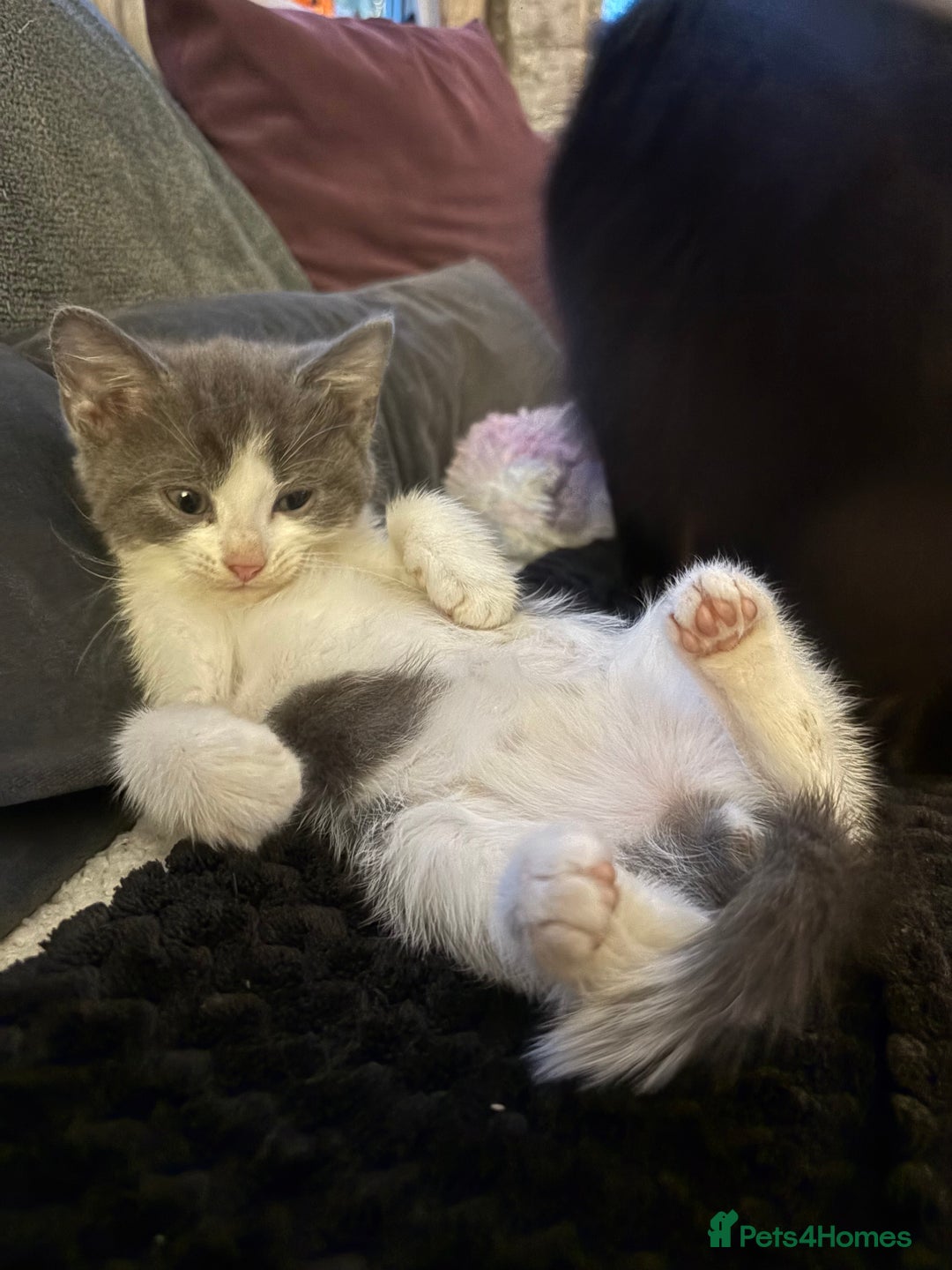 British Shorthair cats for sale: British Blue Cross.  - Image 3