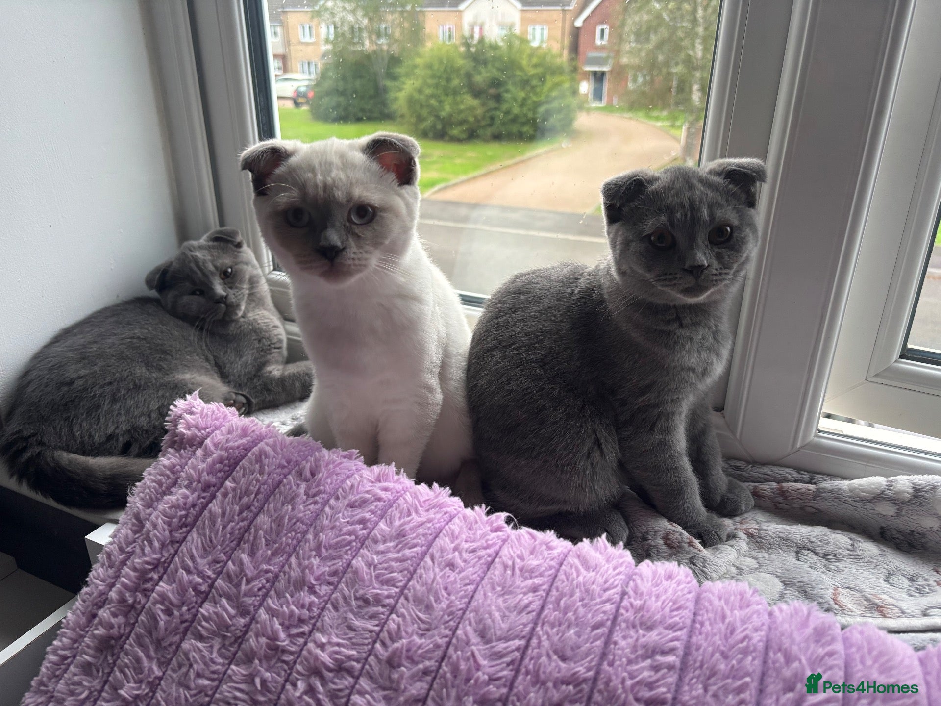 Scottish Fold cats Scottish fold and straight kittens - Advert 7