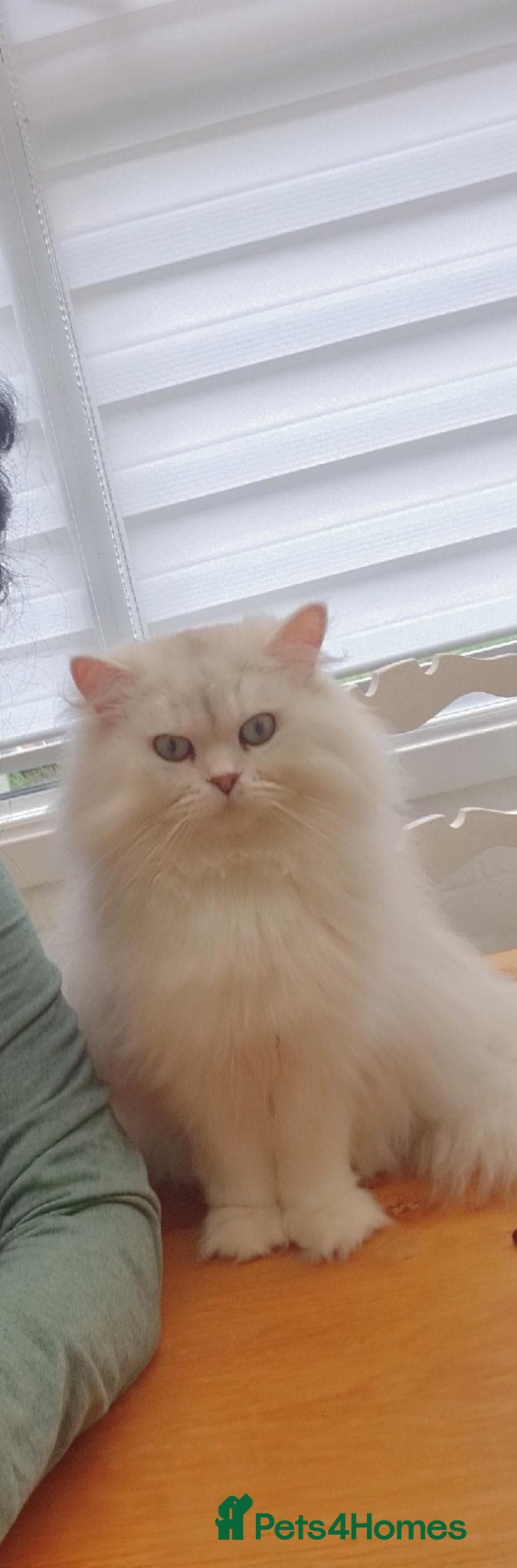 British Longhair cats for sale: Loving British Longhair Sweetheart  - Advert 4