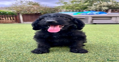 Labradoodle dogs in Lydbury North - Advert 2