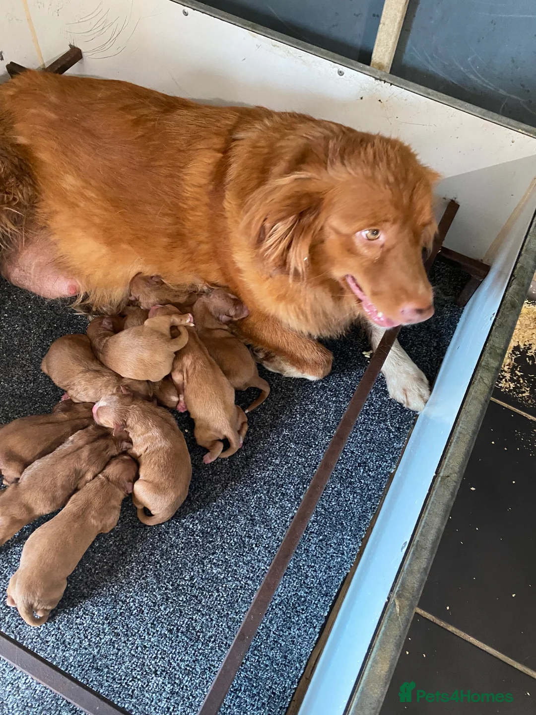 Nova Scotia Duck Tolling Retriever dogs for sale: Fantastic KC Reg Nova Scotia pups  - Advert 1