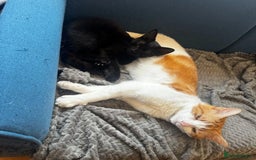 Domestic Shorthair cats for adoption: Jason & Pammy, 6 month old female & 8 yr old male - Image 1
