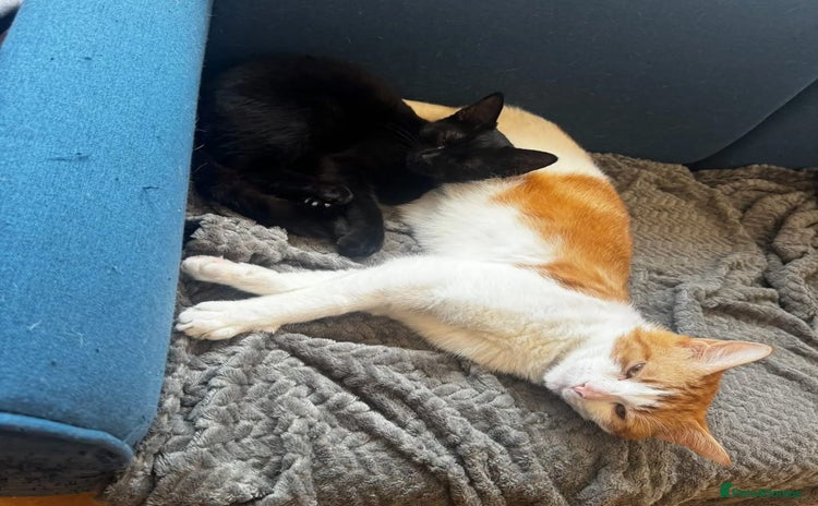 Domestic Shorthair cats - Advert 12