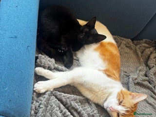 Domestic Shorthair cats - Advert 3