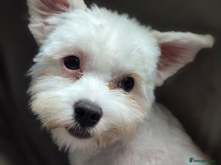 Maltese dogs - Advert 1