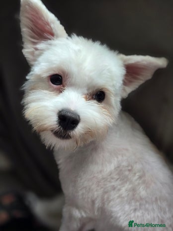 Maltese dogs - Advert 1