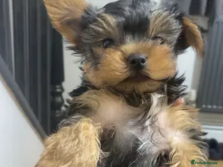 Yorkshire Terrier dogs 4 yorkshire terrier mini puppie - Advert 16