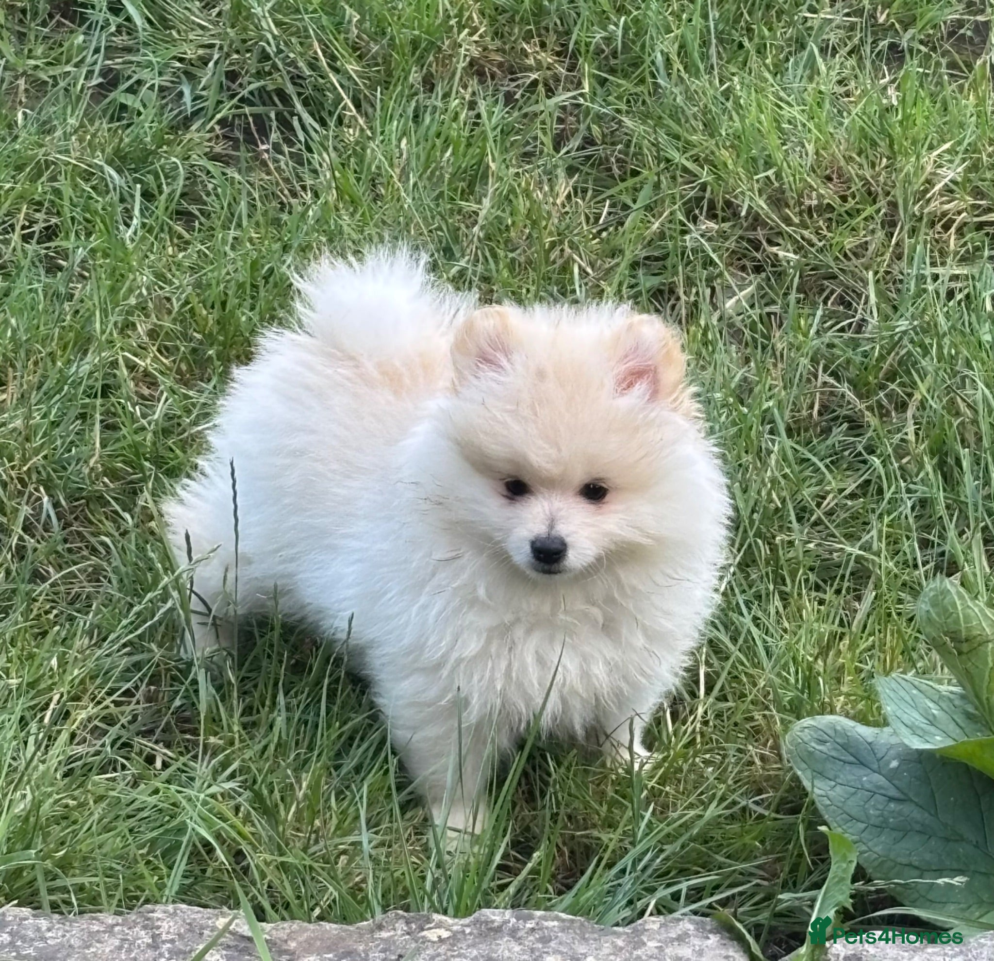 Pomeranian dogs REDUCED Beautiful pups looking for forever homes - Advert 1