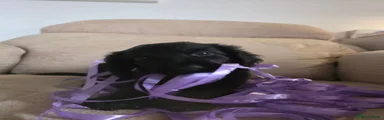 Nicname: Rascal