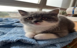 British Shorthair cats for sale: BSH grey/white fluffy female kitten  - Image 4