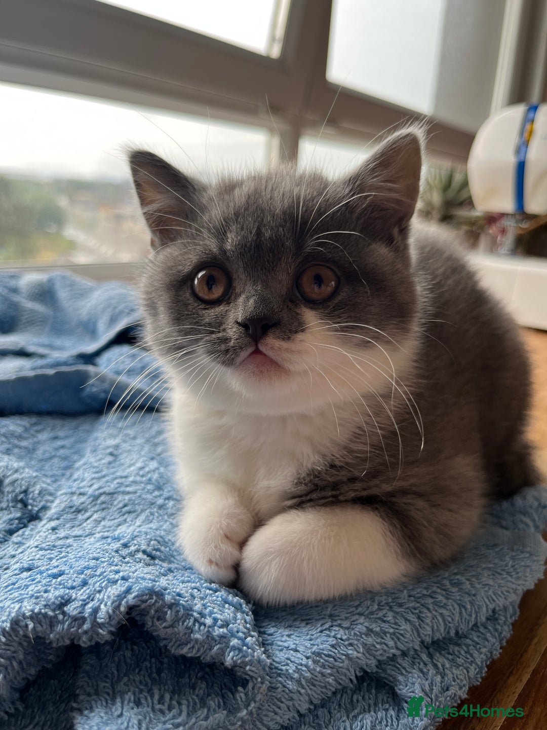 British Shorthair cats for sale: BSH grey/white fluffy female kitten  - Image 4