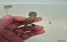 Bearded Dragon reptiles for sale: Bearded dragons  - Image 7