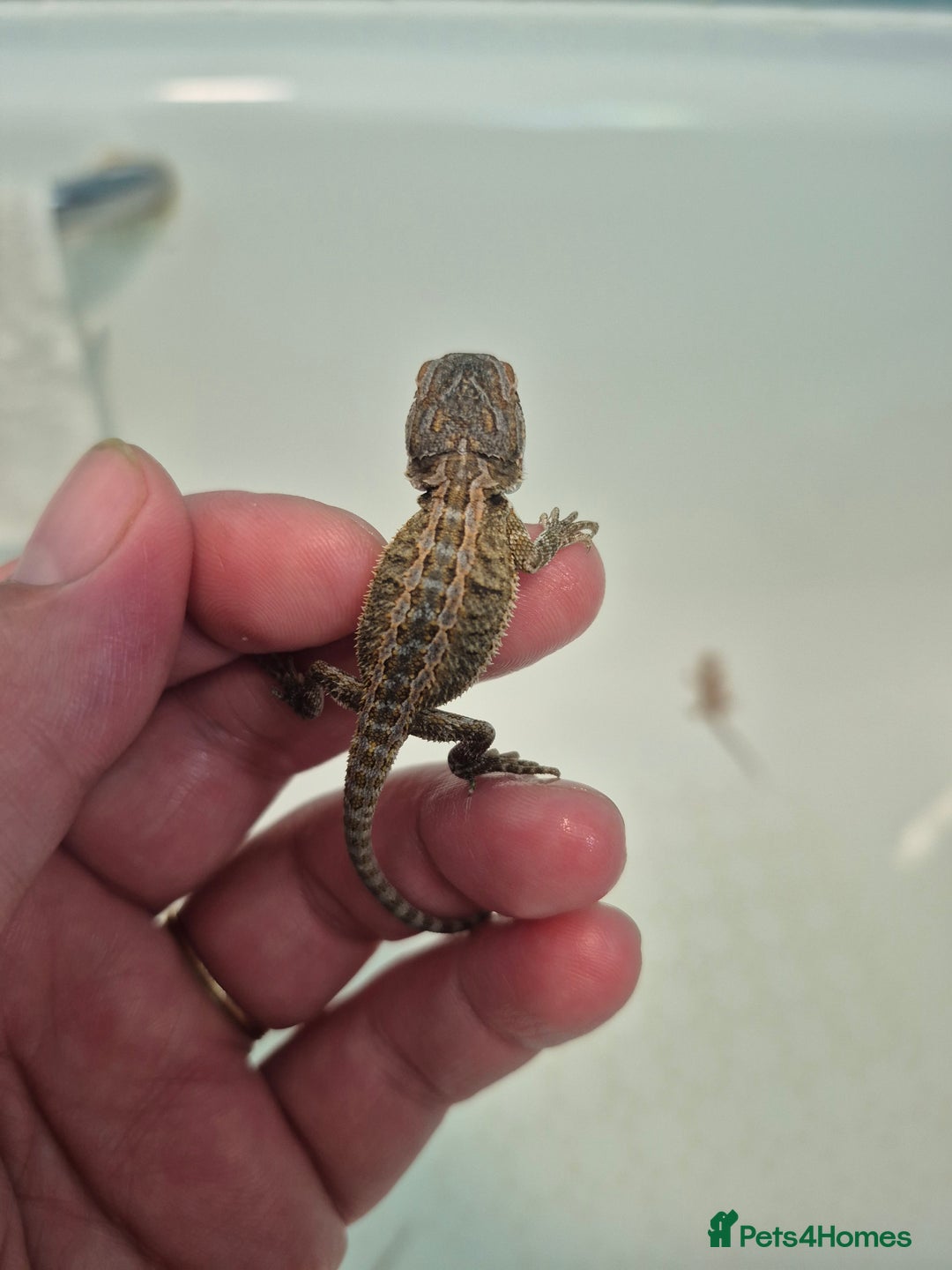 Bearded Dragon reptiles for sale: Bearded dragons  - Image 7