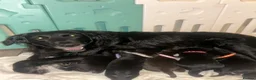 Mixed Breed dogs for sale: 4 puppies for sale  - Advert 13