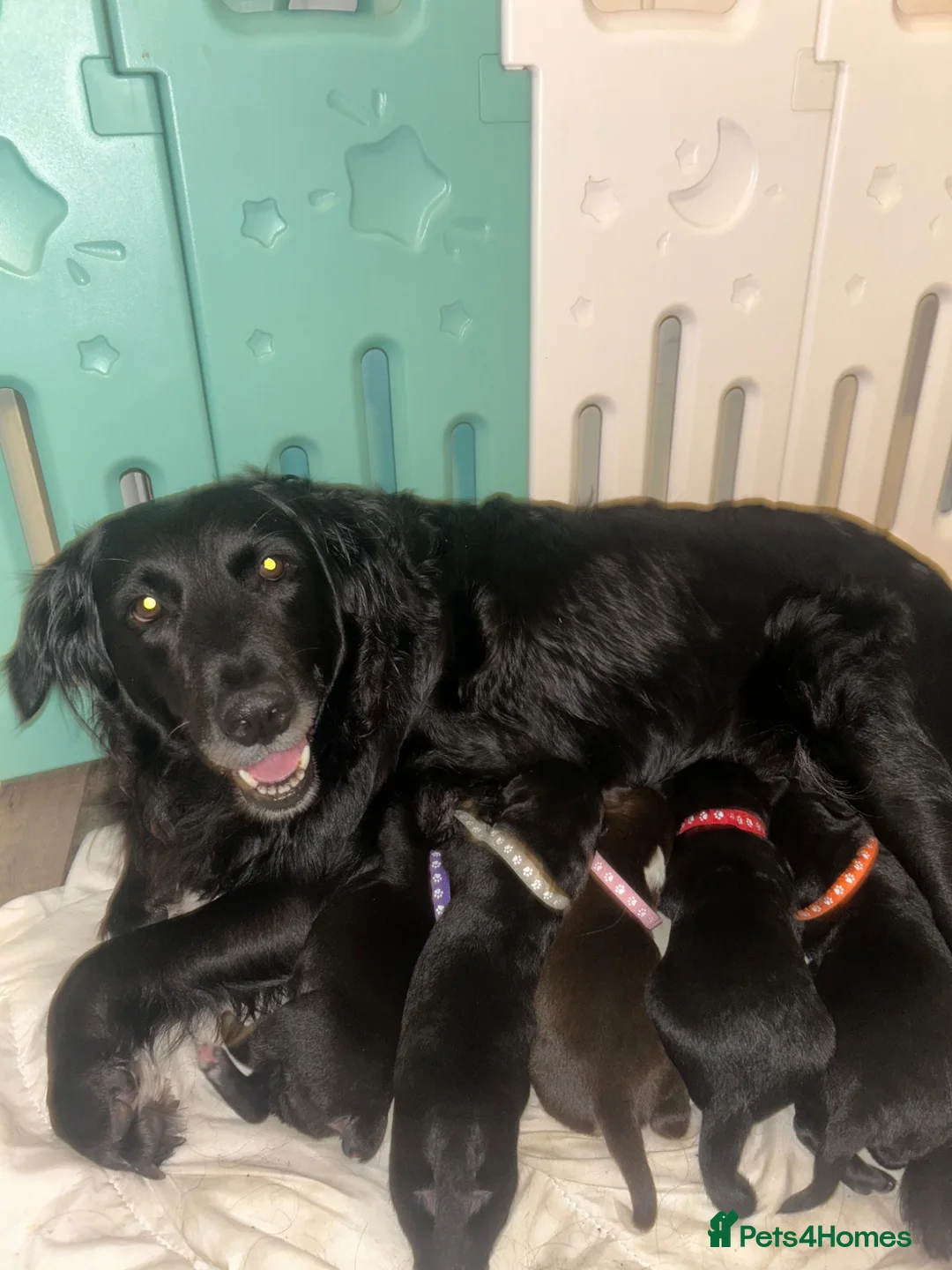 Mixed Breed dogs for sale: 4 puppies for sale  - Advert 13