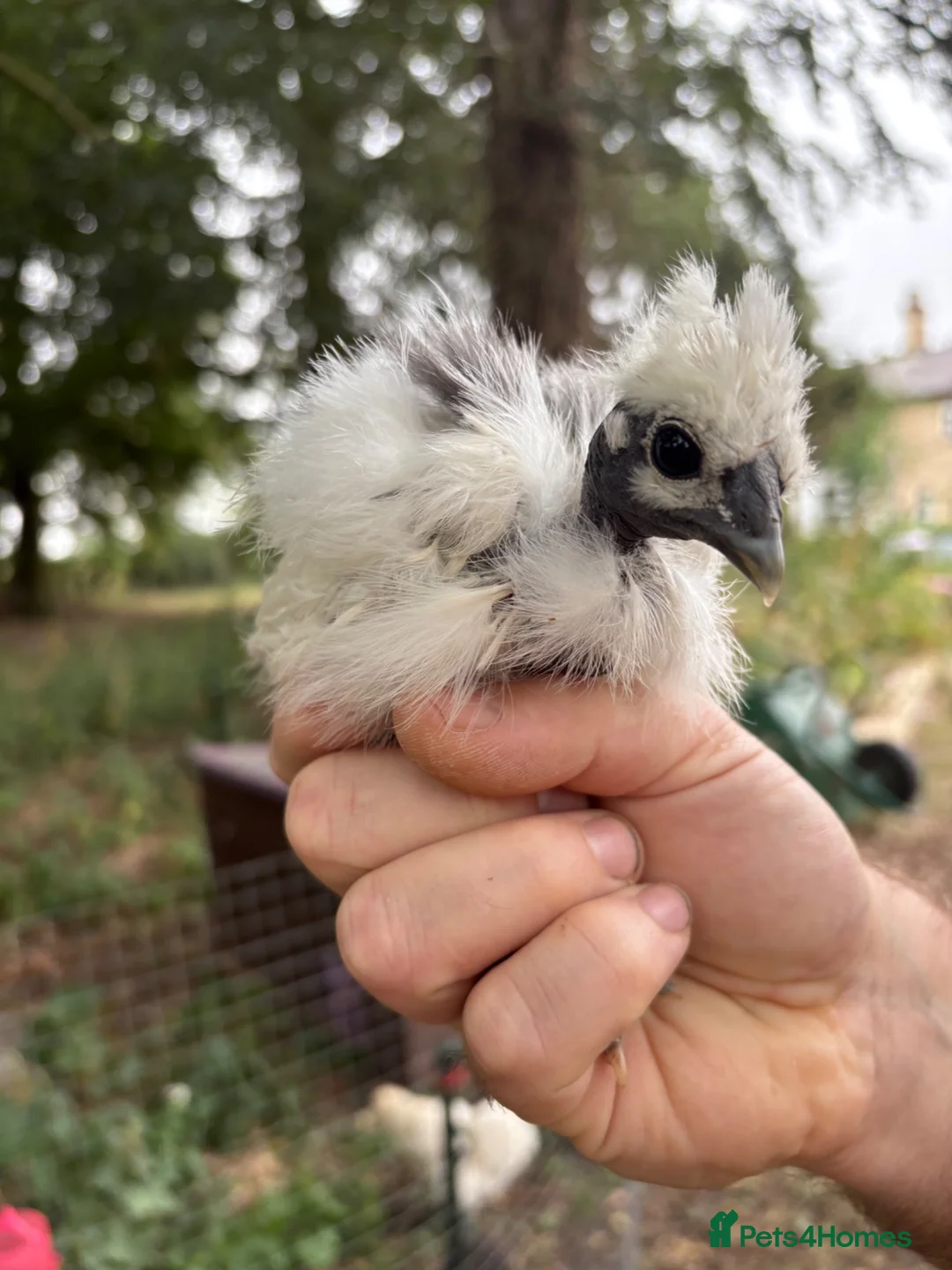 Chickens poultry for sale: Silkie/Showgirl Silkie Chicks Unsexed in Lincoln - Advert 2